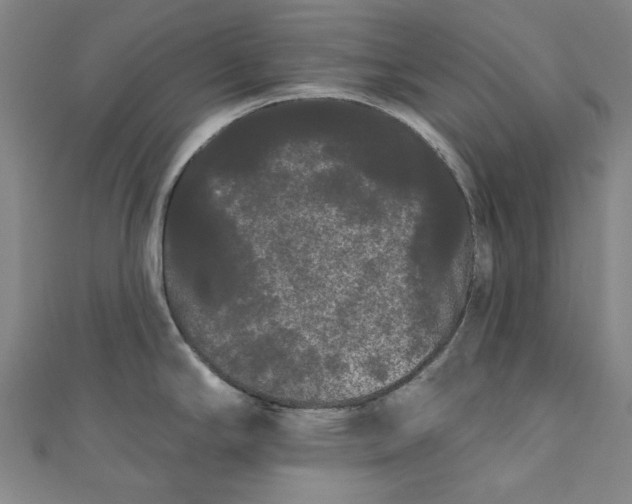 X0000111461294200907271243