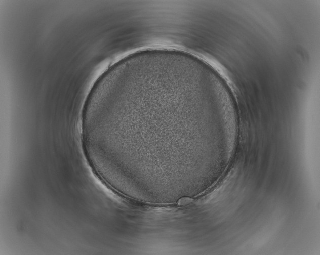 X0000111461335200907271243