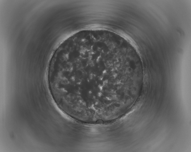 X0000111461429200907271242