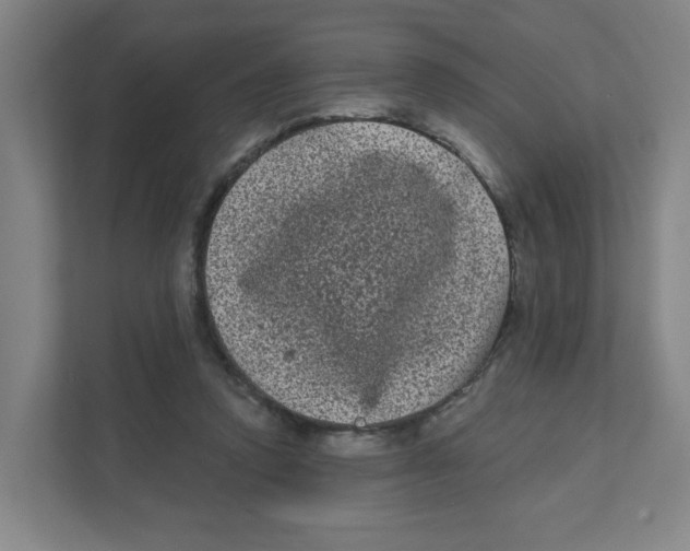 X0000111460354200908101059