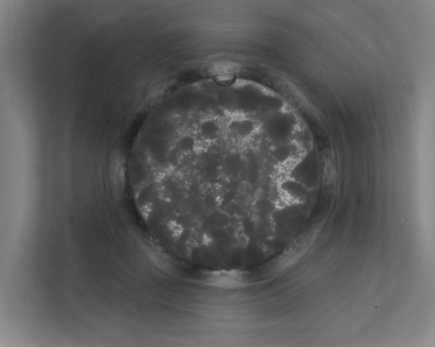 X0000111460363200908101059
