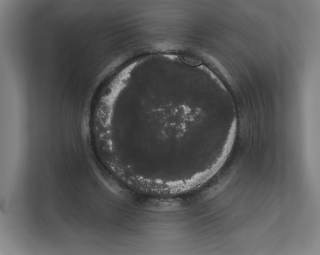 X0000111460443200908101058