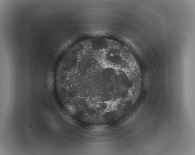 X0000111460495200908101057