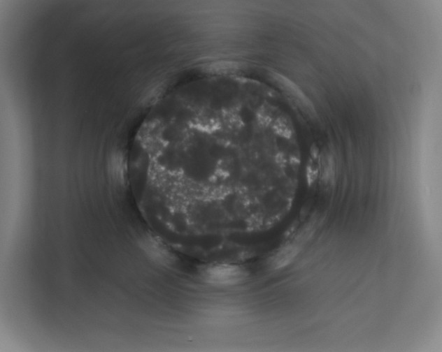 X0000111460669200908101056