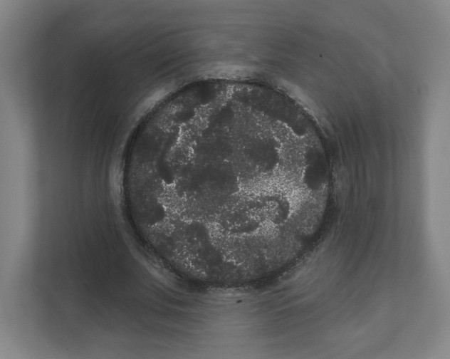 X0000111460679200908101055
