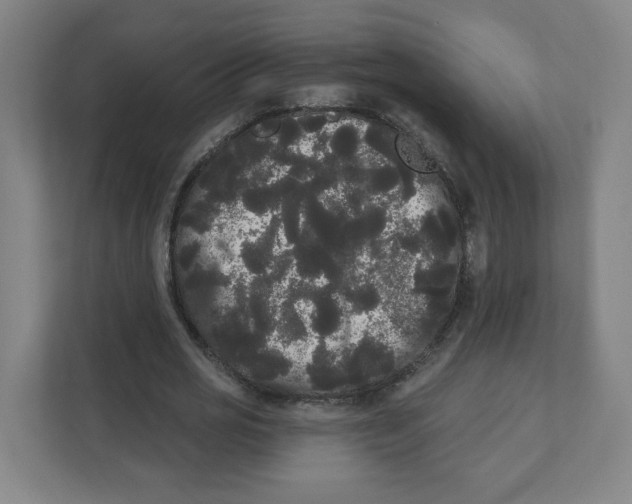 X0000111460725200908101054