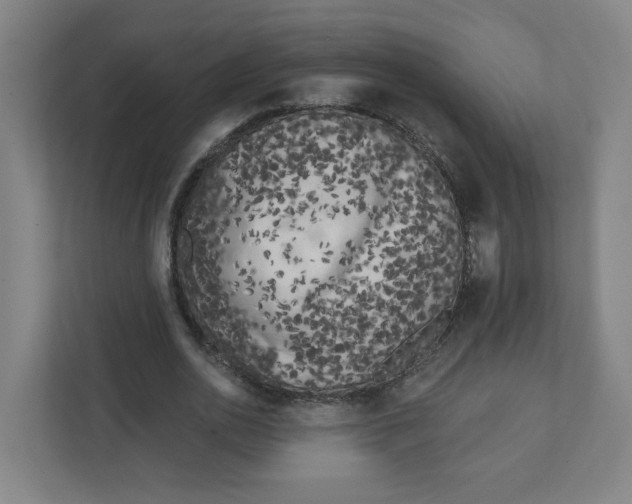 X0000111460726200908101054
