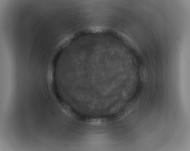 X0000111460740200908101054