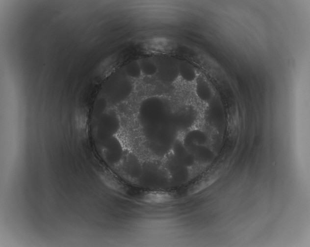 X0000111460749200908101054