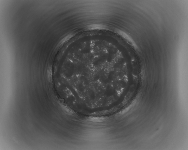 X0000111460825200908101053