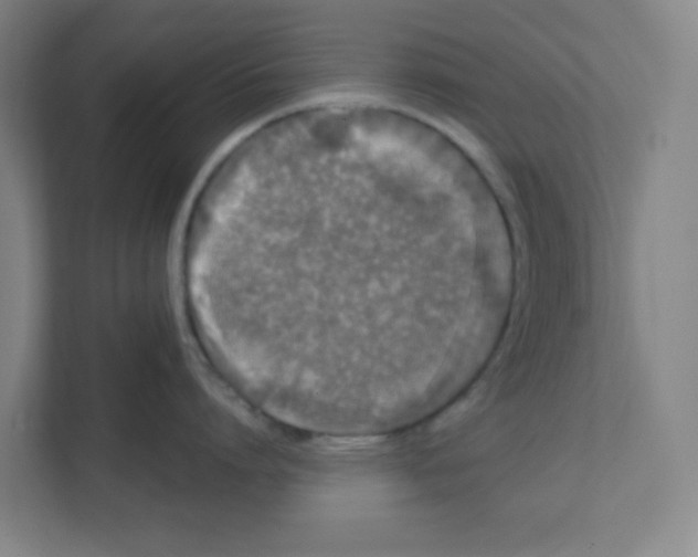 X0000111460864200908101053