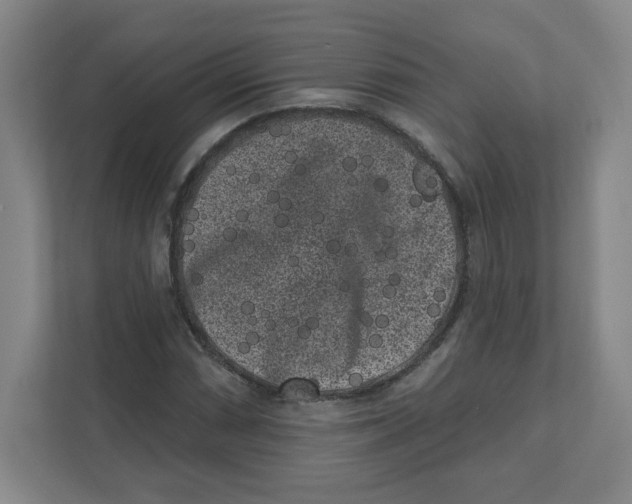 X0000111461066200908101050