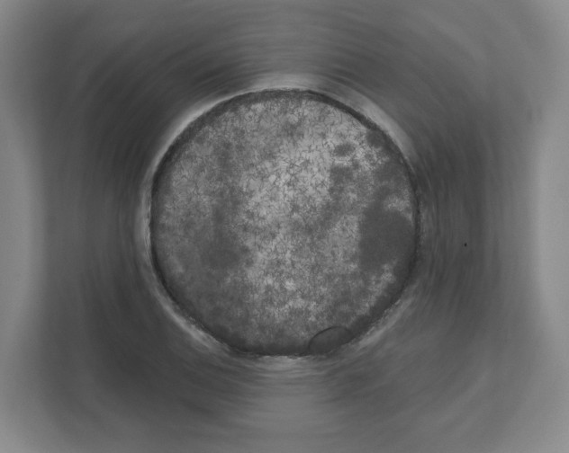 X0000111461124200908101049
