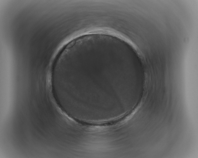 X0000111461506200908101044