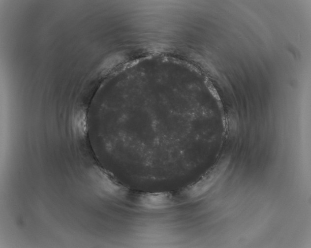 X0000111460479200908241323