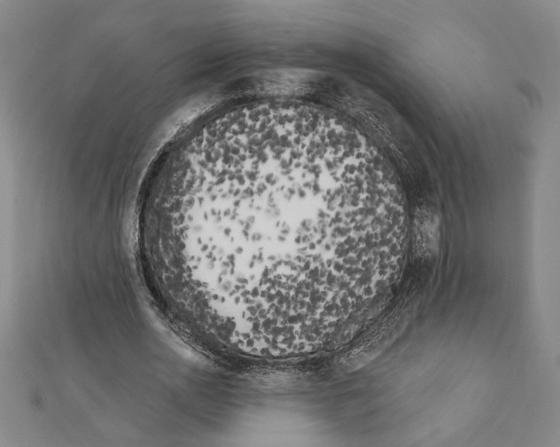 X0000111460726200908241319