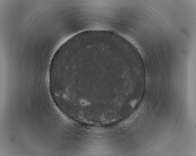 X0000111460935200908241316