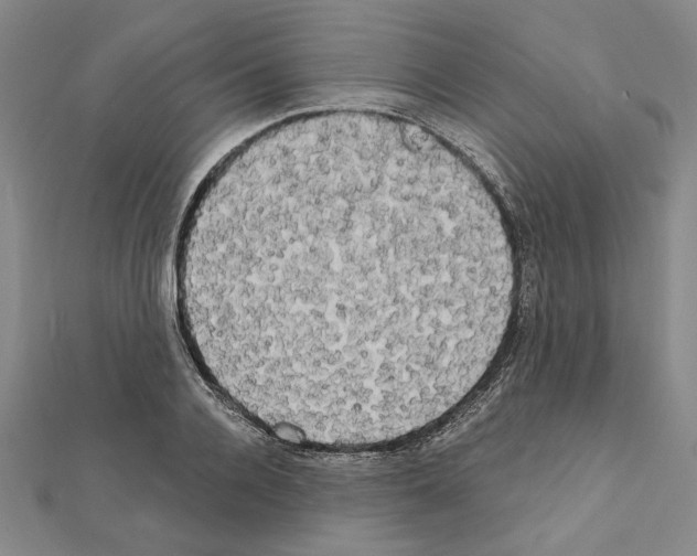 X0000111460936200908241316