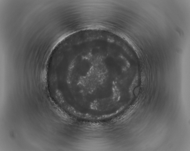 X0000111460975200908241316