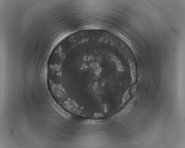 X0000111461179200908241313