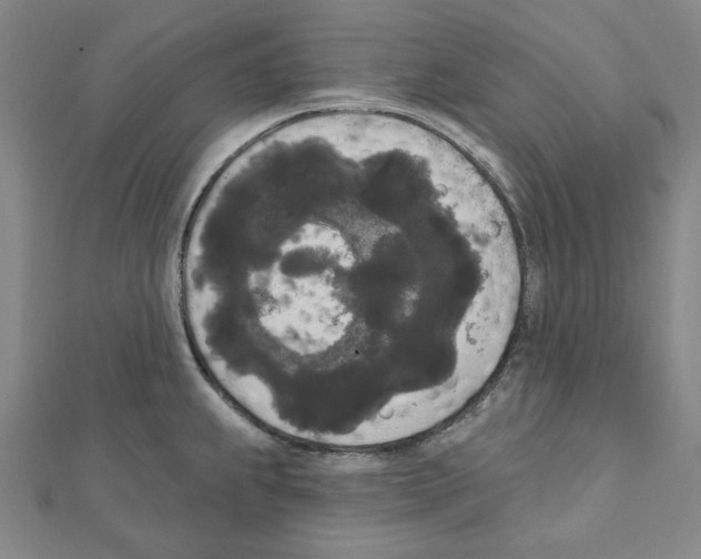 X0000111461239200908241313