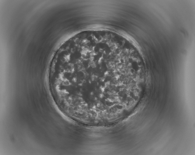X0000111461429200908241310