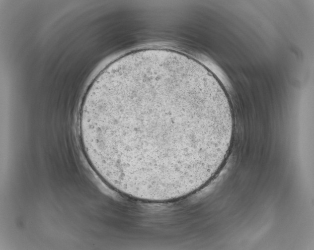 X0000111461436200908241310