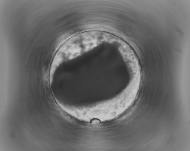 X0000111461529200908241309