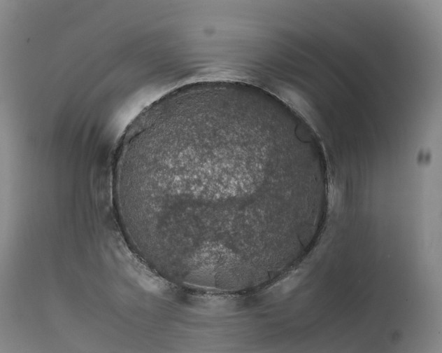 X0000111470781200907201135