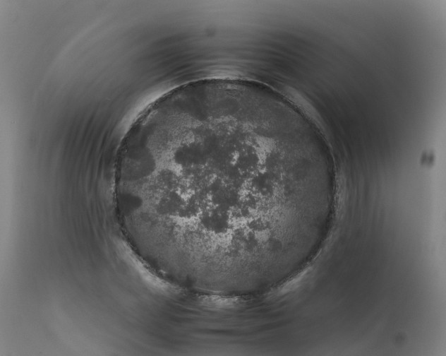 X0000111470831200907201134