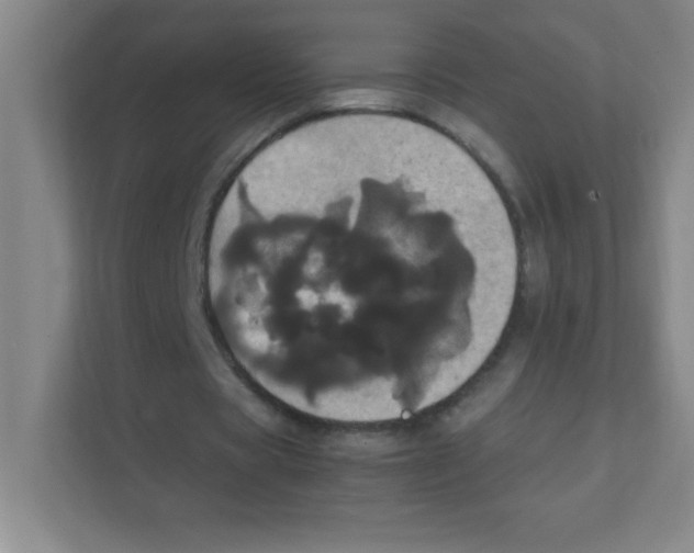 X0000111470529200908101116