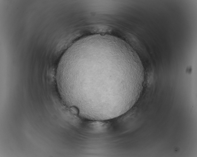 X0000111480326200907281209