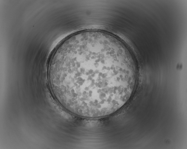 X0000111480886200907281159