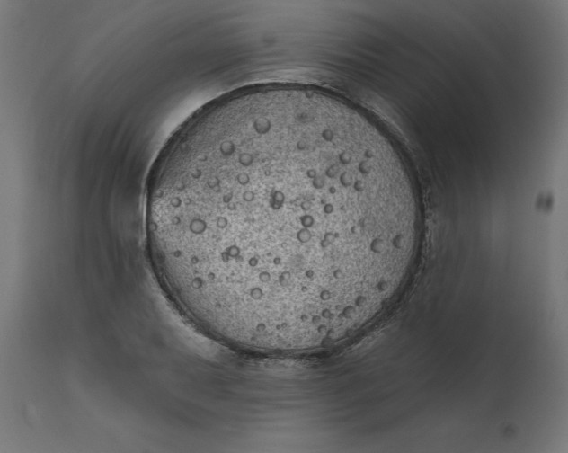 X0000111481079200907281157