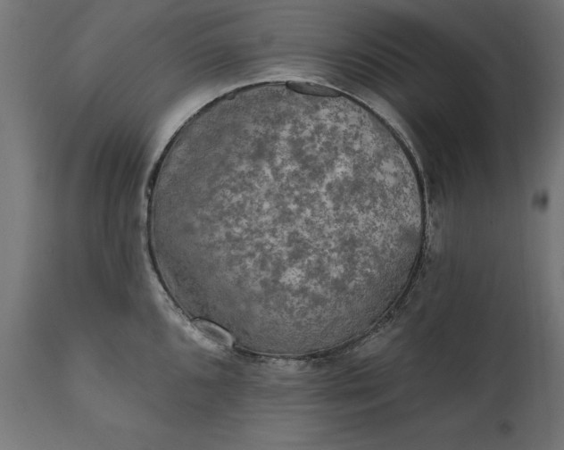 X0000111481096200907281157