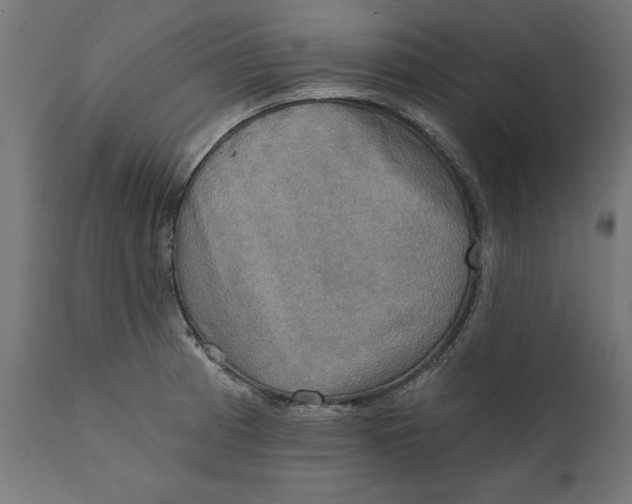 X0000111481185200907281155