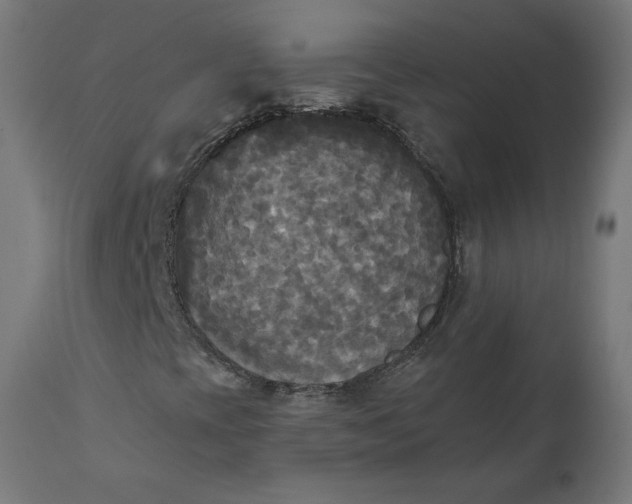 X0000111481393200907281151