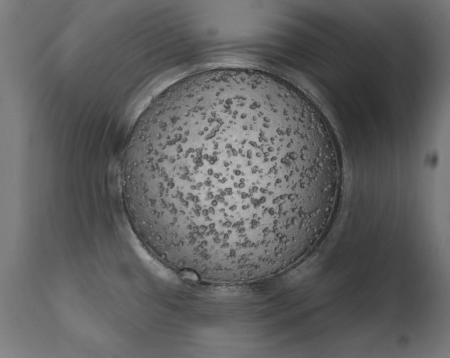 X0000111481433200907281152
