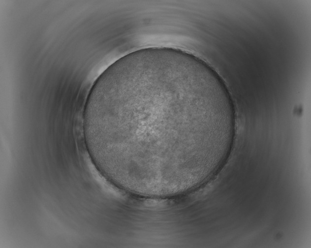 X0000111481521200907281150