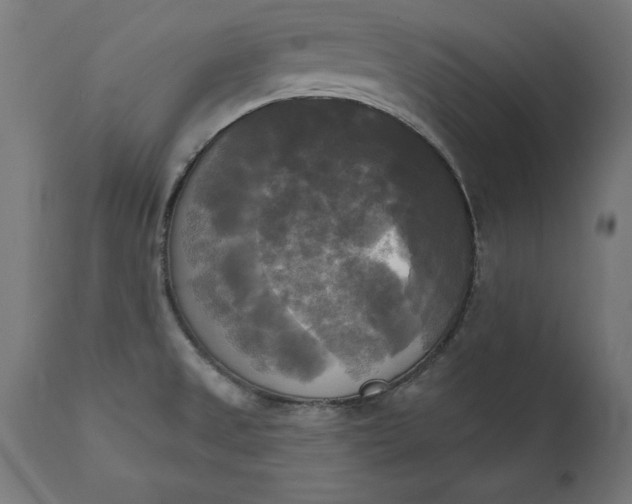 X0000111481525200907281151