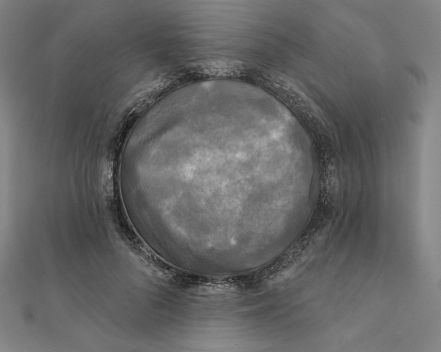 X0000111480696200908111202