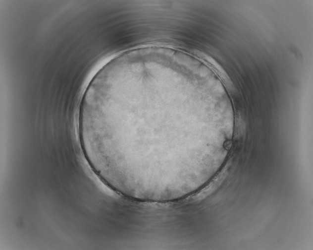 X0000111480812200908111200