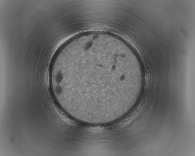 X0000111480838200908111159