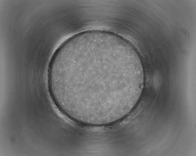 X0000111481038200908111156