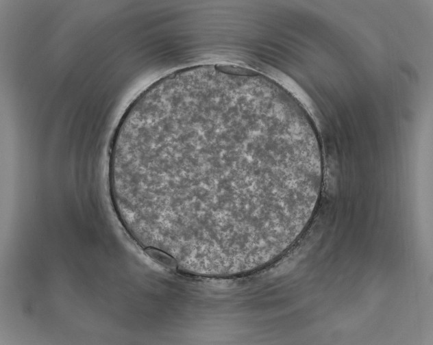 X0000111481096200908111155