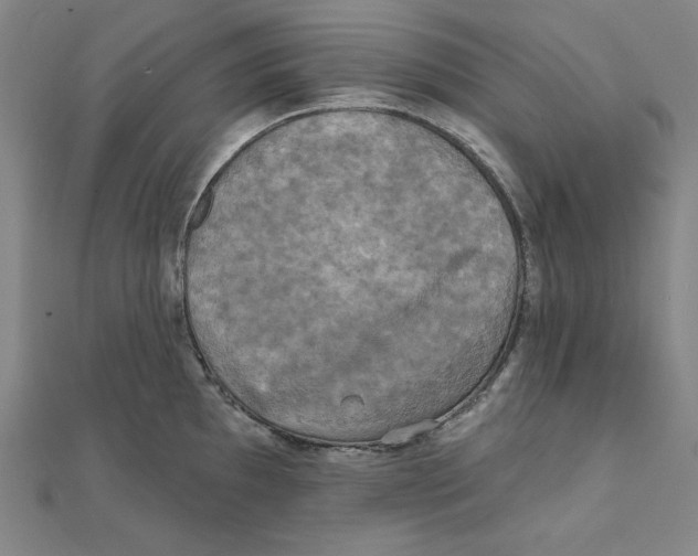 X0000111481097200908111155