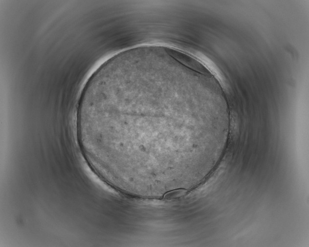 X0000111481100200908111155