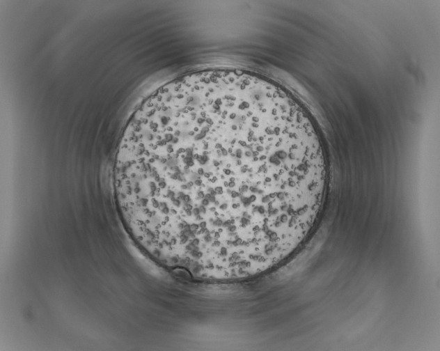 X0000111481433200908111151