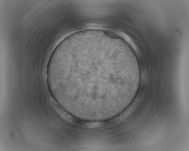 X0000111481435200908111151