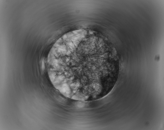 X0000111480094200908251012